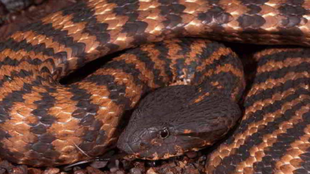 Dünyanın En Zehirli Yılanı! Renk Değiştirip Saldırıyor: Soktuğu İnsanı Dakikalar İçinde Öldürüyor 9